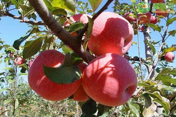 晚熟苹果品种介绍